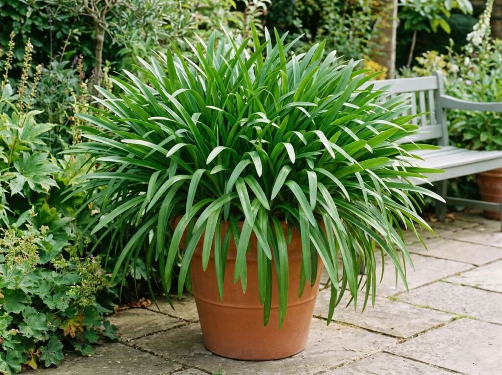 Pied d'agapanthe en pot avec feuilles vertes abondantes mais sans aucune tige florale en été