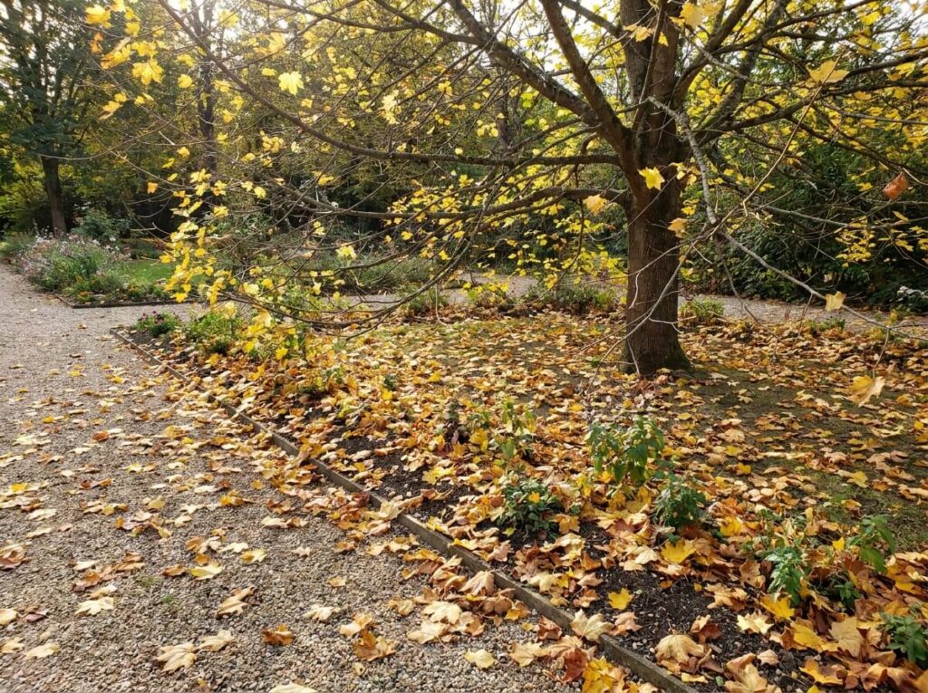 Feuilles d'érable jaunies et tombées au sol en plein été dans un jardin français