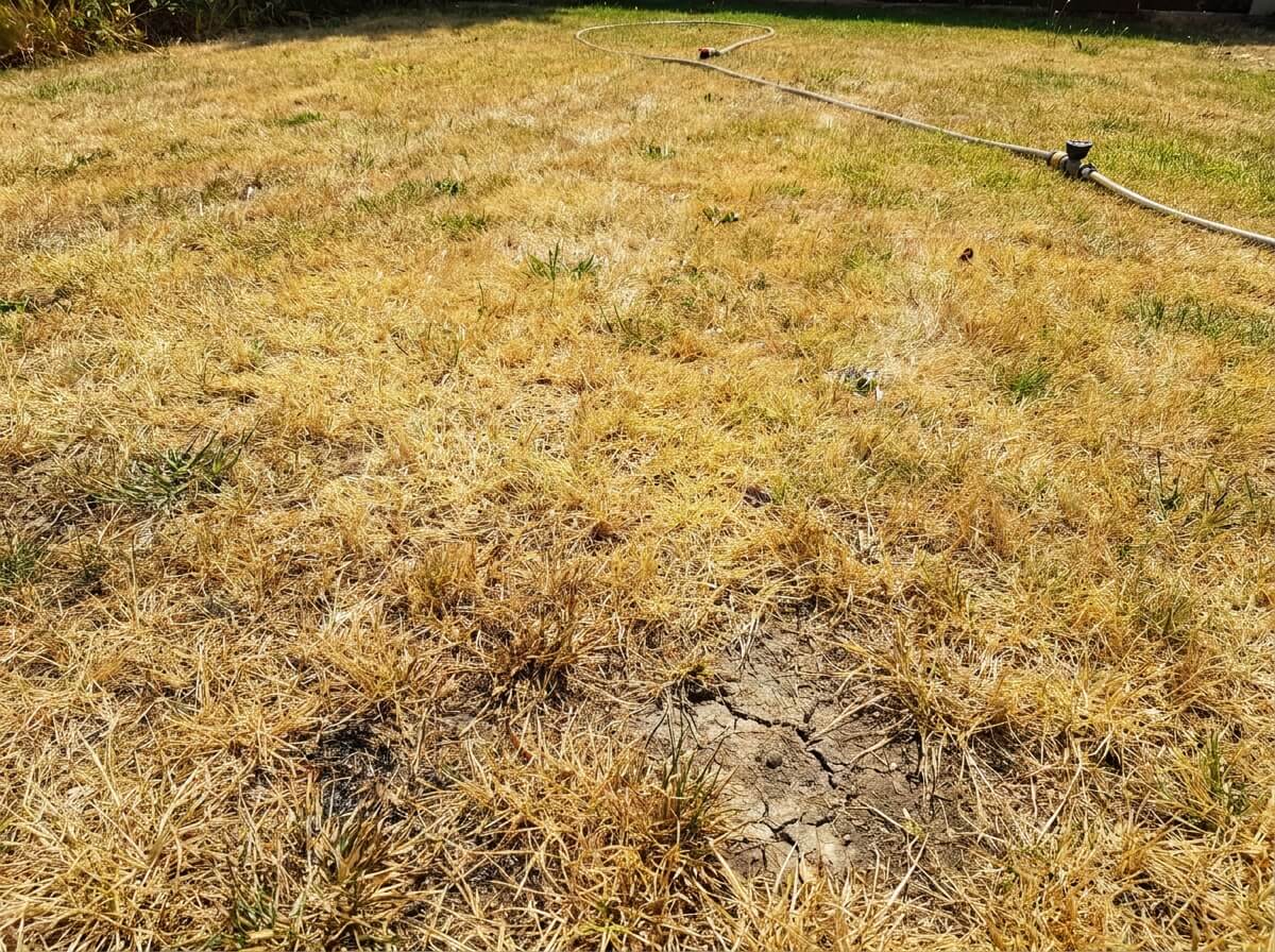 Pelouse avec zones jaunies et brûlées malgré un arrosage régulier en été