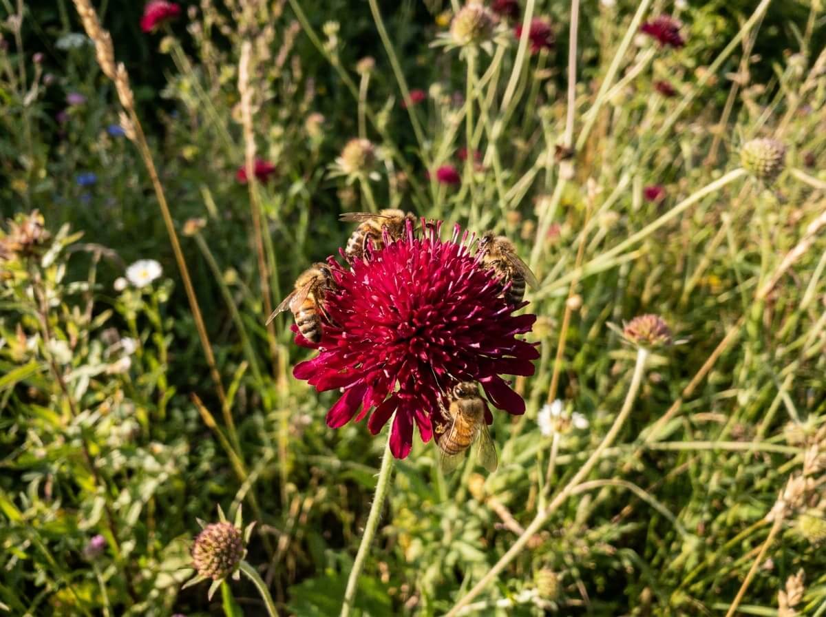 Gros plan sur fleur de knautia macedonica rouge bordeaux au soleil d'été