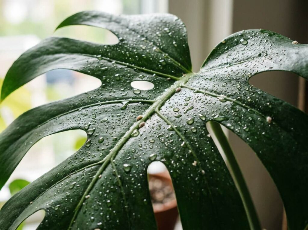 Gros plan sur une grande feuille fenestrée de monstera avec gouttelettes brillantes en intérieur lumineux