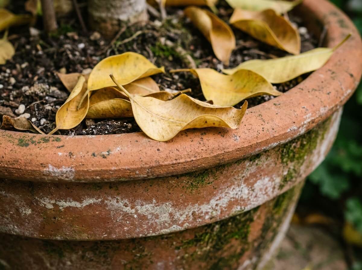 Gros plan sur les feuilles jaunies d'un ficus tombant sur le rebord d'un pot en terre cuite