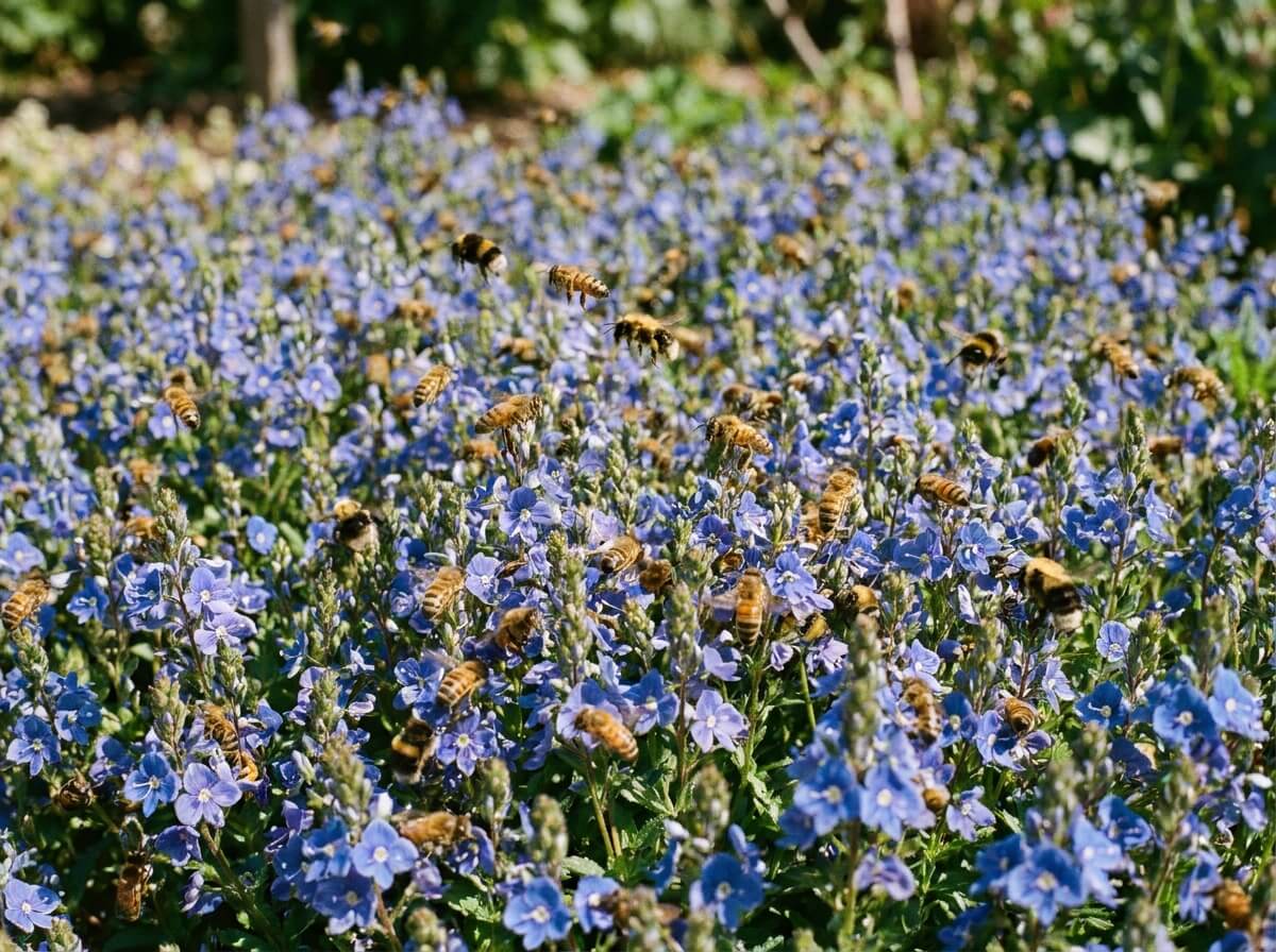 Tapis dense de véronique en fleurs bleues couvert d'abeilles butineuses au jardin