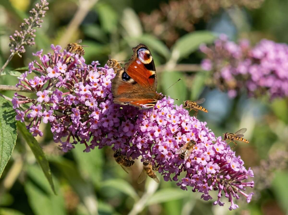Gros plan sur un épi de buddléia mauve avec un paon-du-jour posé dessus