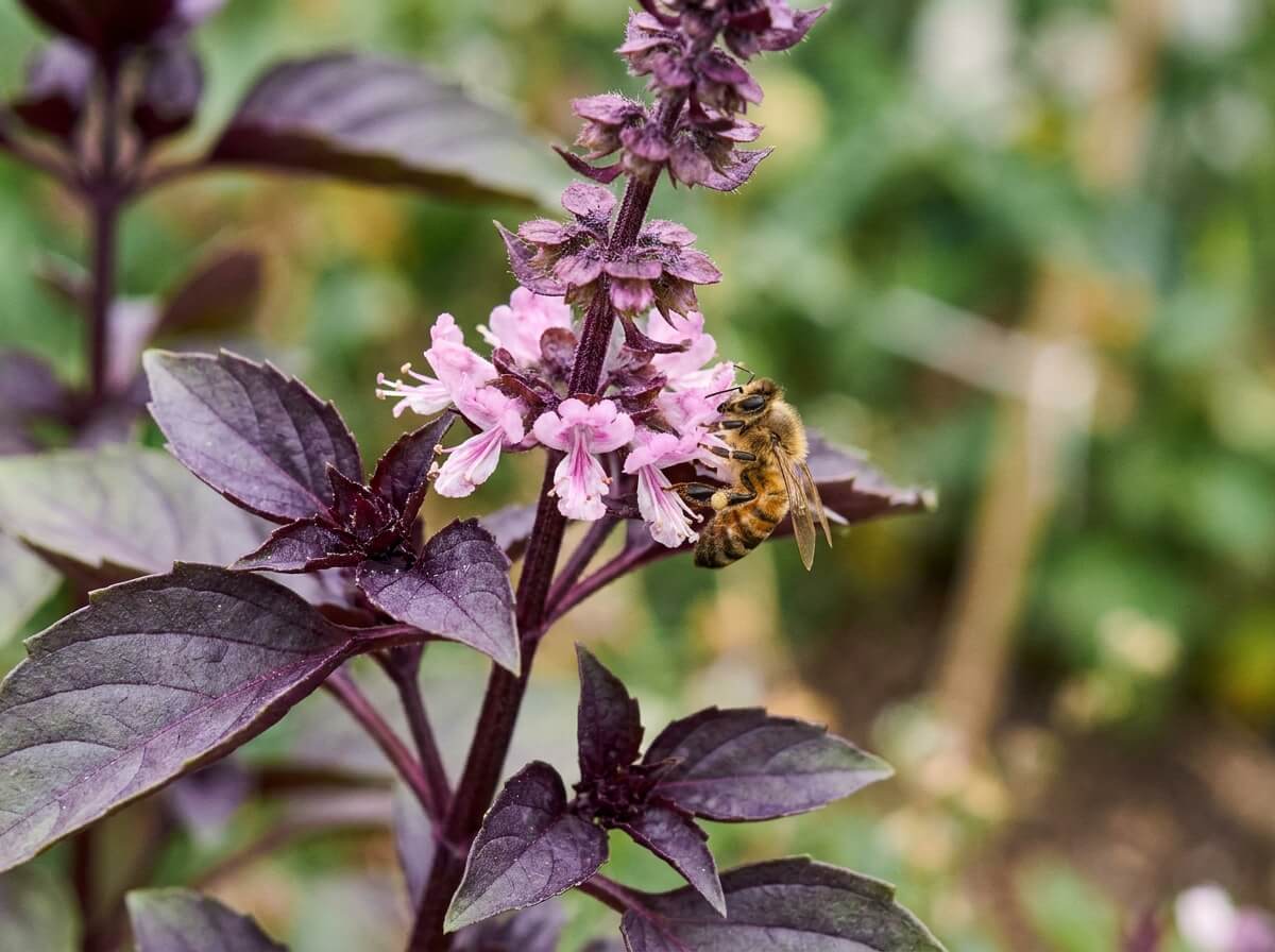 Gros plan sur une hampe florale de basilic pourpre aux fleurs rosées, visitée par une abeille