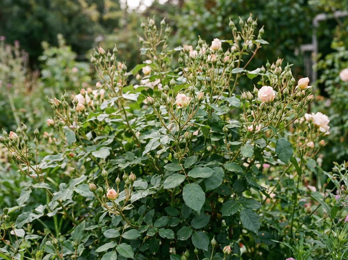 Rosier remontant couvert de boutons floraux en fin d'été dans un jardin