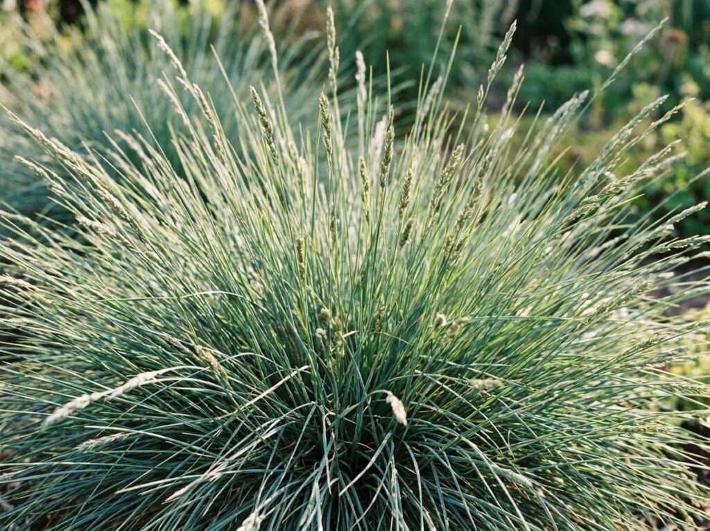 Touffe de fétuque durette au feuillage vert-bleuté dense en plein soleil d'été