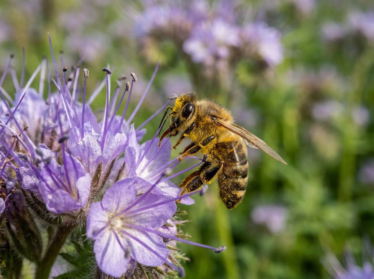Gros plan sur une fleur de phacélie mauve avec une abeille couverte de pollen sur les étamines
