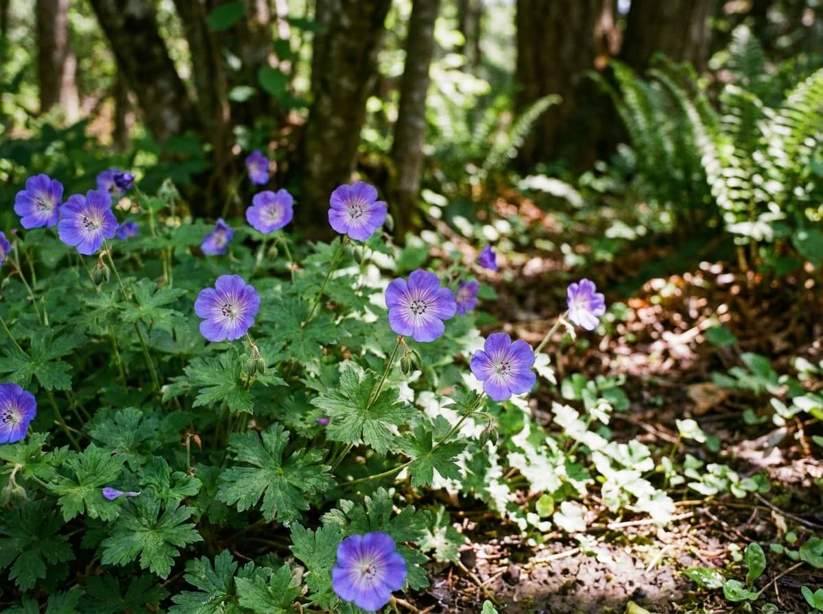 Gros plan sur les fleurs bleu violacé d'un géranium vivace sous couvert d'arbre