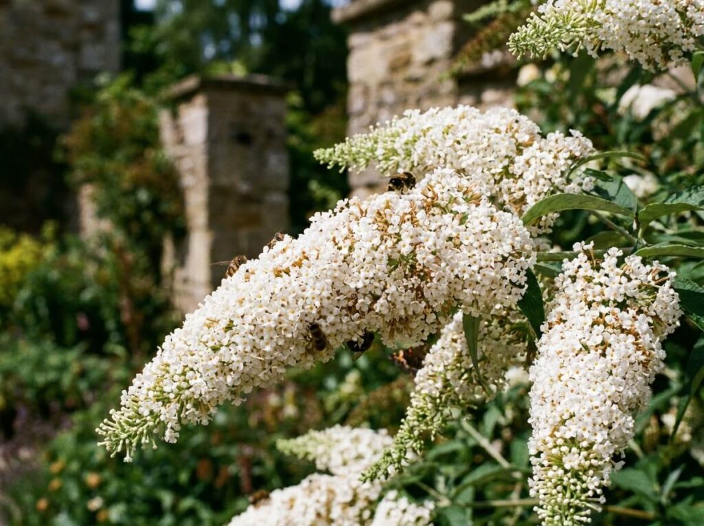 Panicules de lilas blanc en pleine floraison estivale sous un ciel bleu lumineux