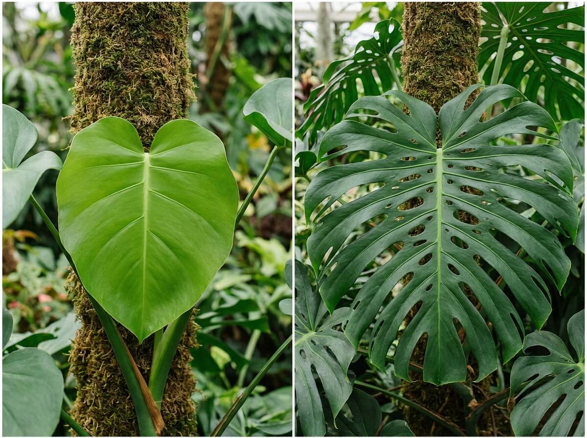 Comparaison entre une jeune feuille pleine et une feuille adulte découpée de monstera
