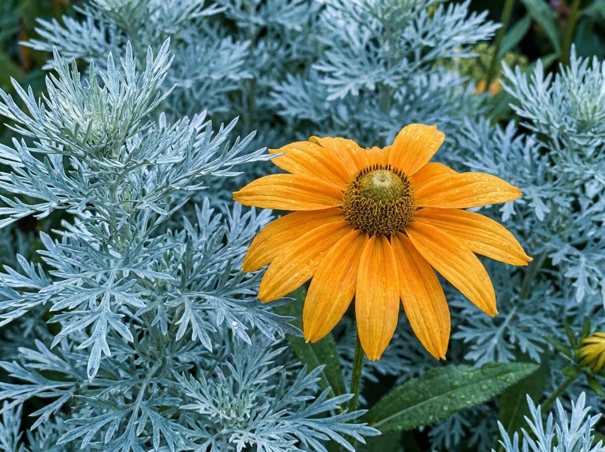 Gros plan sur un rudbeckia orange doré devant un feuillage argenté finement découpé