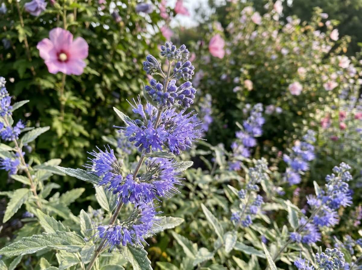 Gros plan sur les épis bleus du caryoptéris et le feuillage gris-vert au soleil