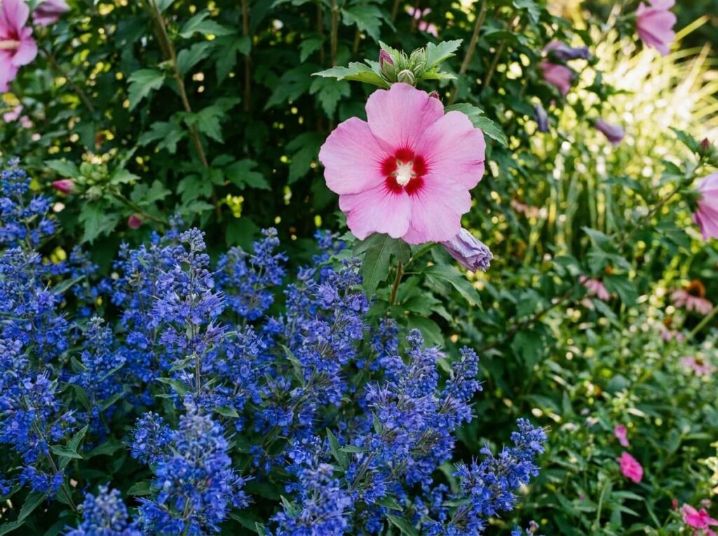 Massif d'été avec althéa rose en fleurs au-dessus d'un caryoptéris bleu lumineux