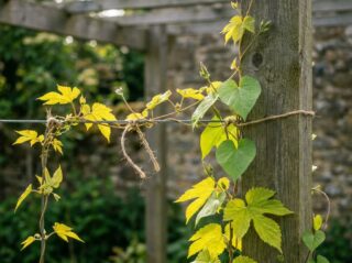 Jeunes pousses de grimpante palissées sur un fil tendu le long d'un montant de pergola