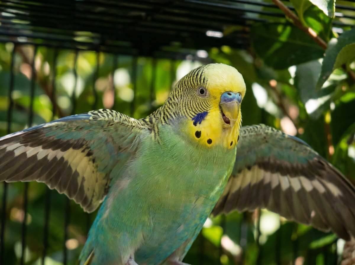 Gros plan sur une perruche ondulée qui écarte légèrement les ailes pour se rafraîchir par forte chaleur