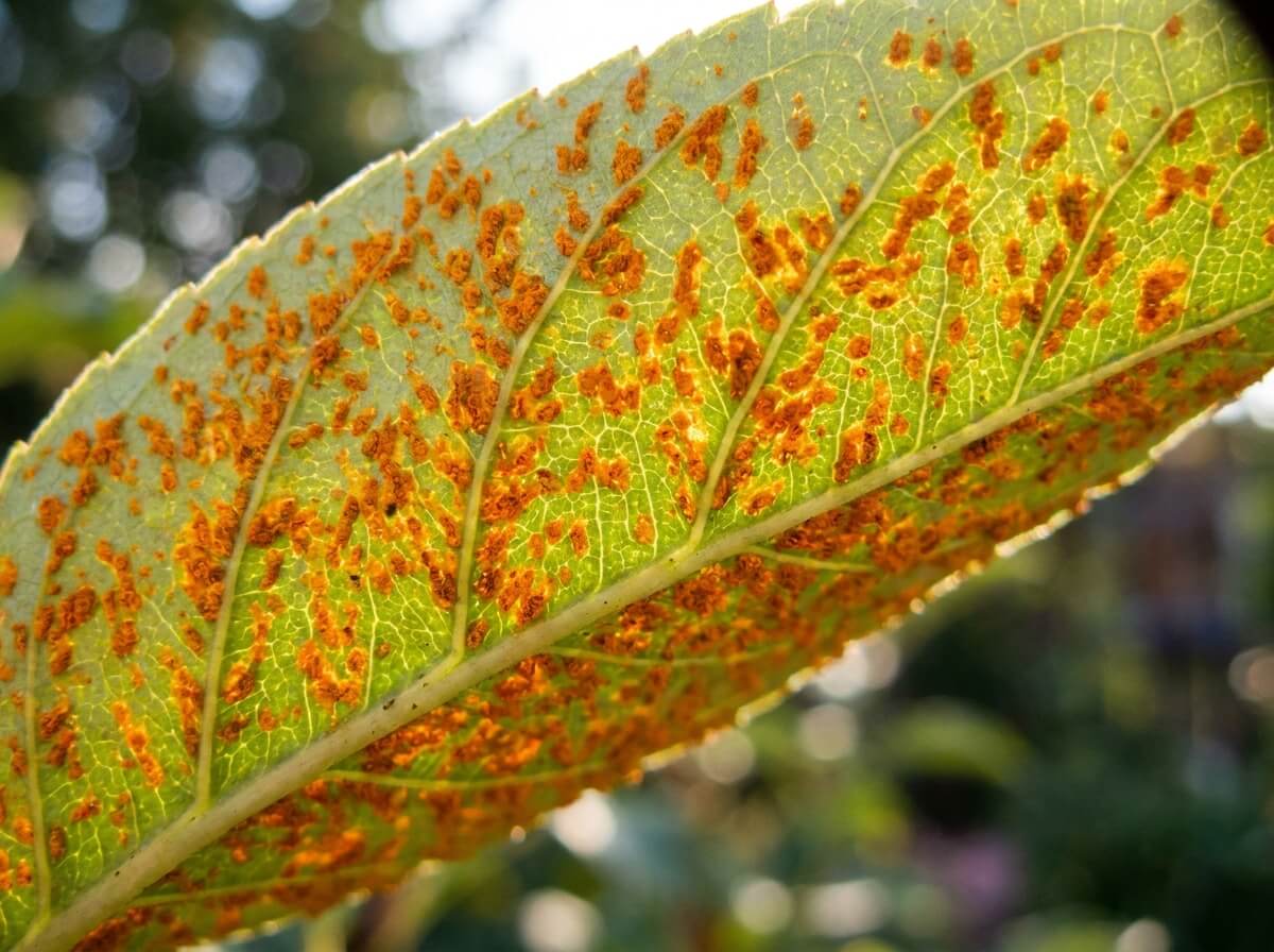 Gros plan sur des pustules orange vif au revers d'une feuille éclairée à contre-jour