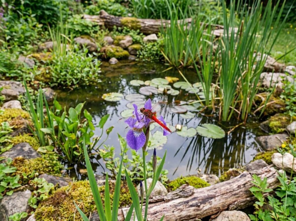 Petite mare naturelle de jardin bordée de plantes aquatiques avec une libellule posée sur un iris