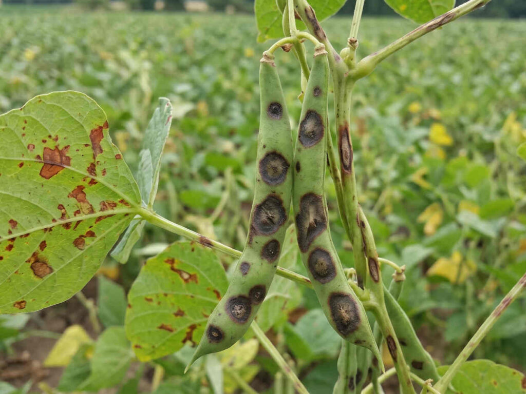 anthracnose du haricot - taches brun noir