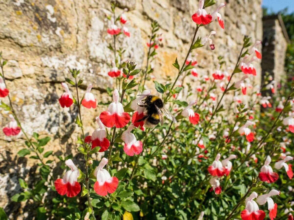 Gros plan sur les fleurs bicolores rouge et blanc d'une sauge Hot Lips visitée par un bourdon