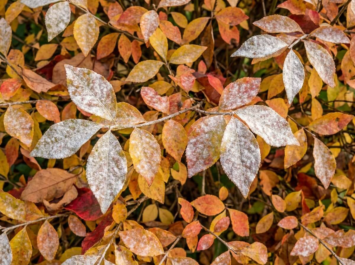Gros plan sur des feuilles de fusain couvertes d'un feutrage blanc poudreux d'oïdium
