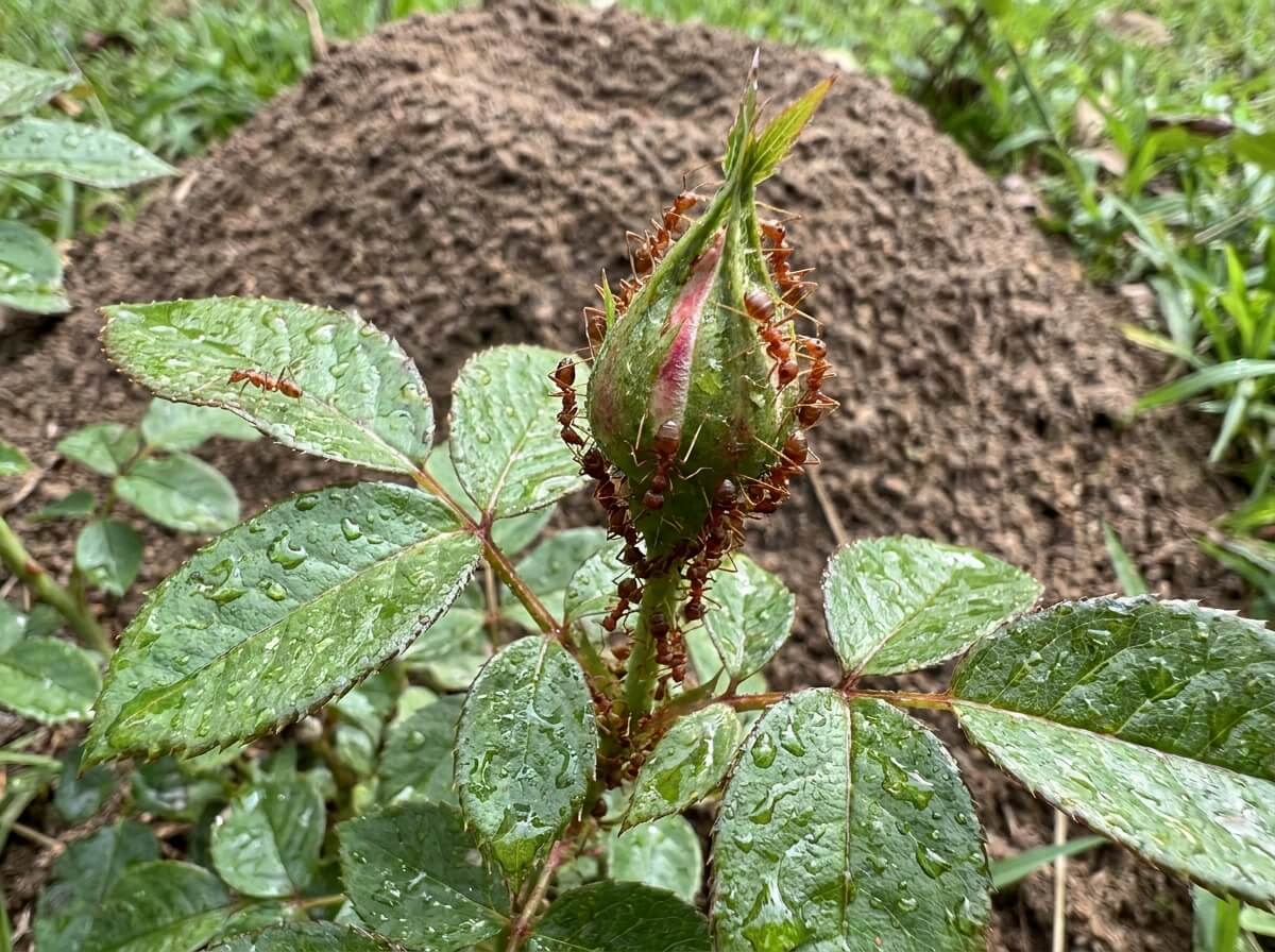 Fourmis regroupées sur un bouton floral poisseux de miellat, feuilles collantes et brillantes