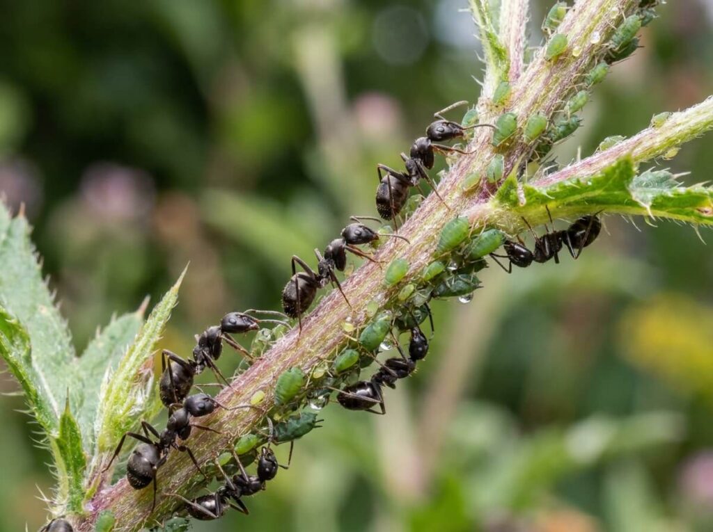 Fourmis et pucerons sur une tige