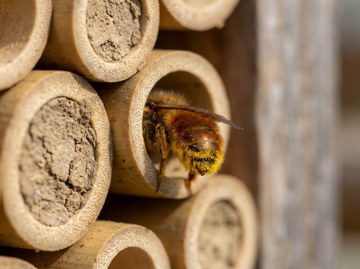 Osmie entrant à reculons dans une tige de bambou, abdomen chargé de pollen jaune