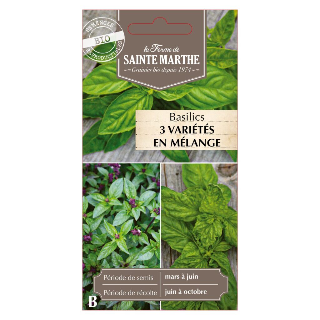 Basilic Cannelle, Géant Monstrueux, Grand Vert - 200 graines BIO — sachet recto