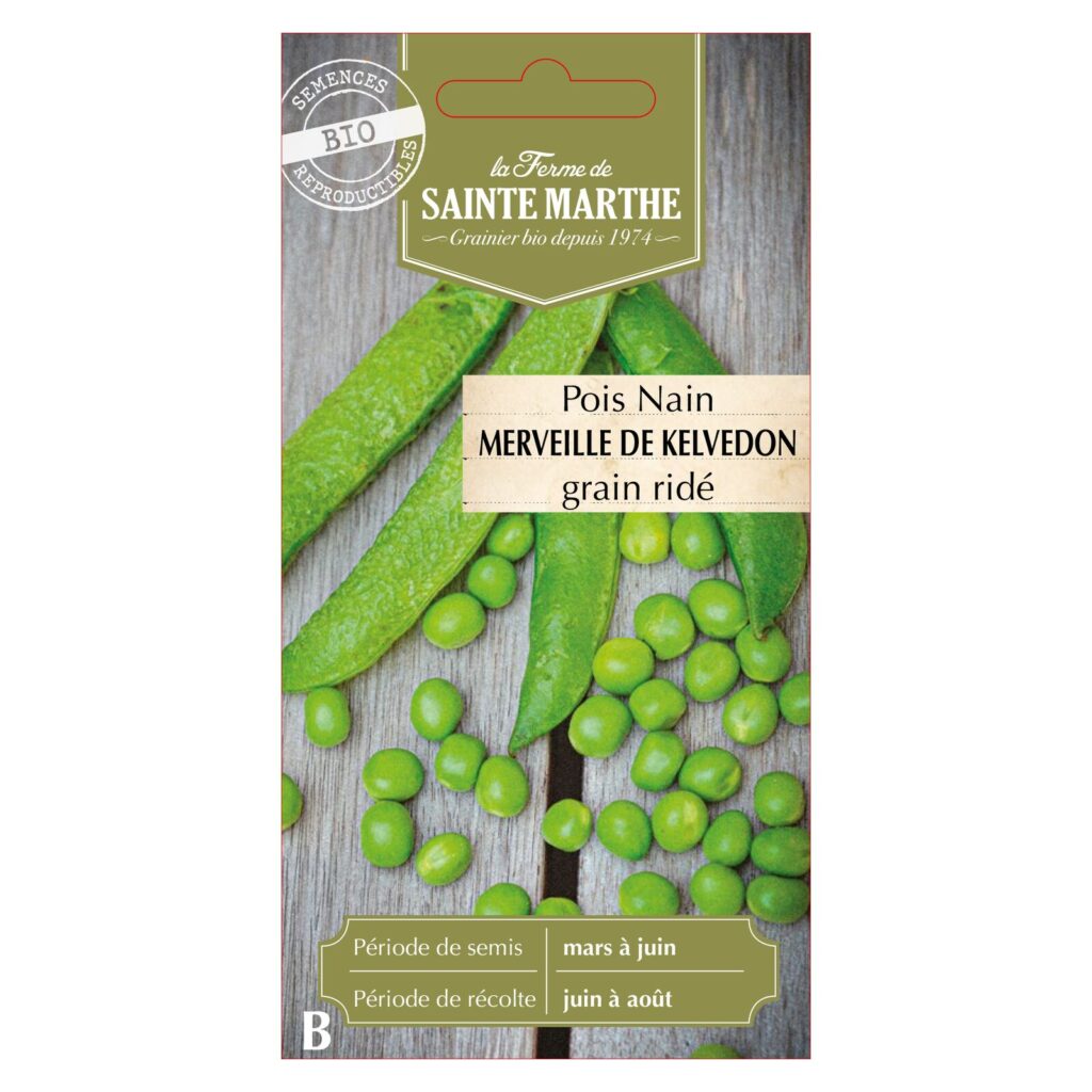 POIS NAIN Merveille de Kelvedon grain ridé - Env.42 graines bio — sachet recto