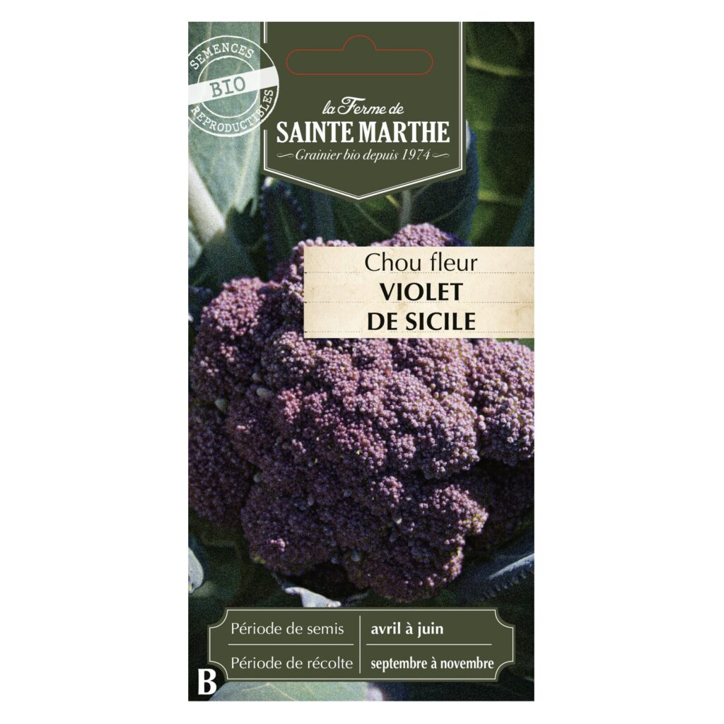 CHOU FLEUR Violet de Sicile - 50 graines bio — sachet recto