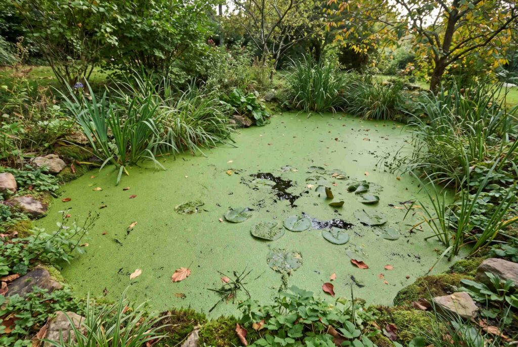 Bassin de jardin envahi par les lentilles d'eau