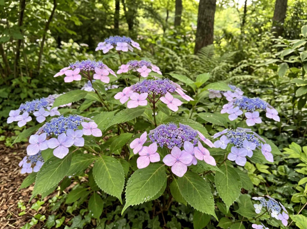 Hydrangea serrata