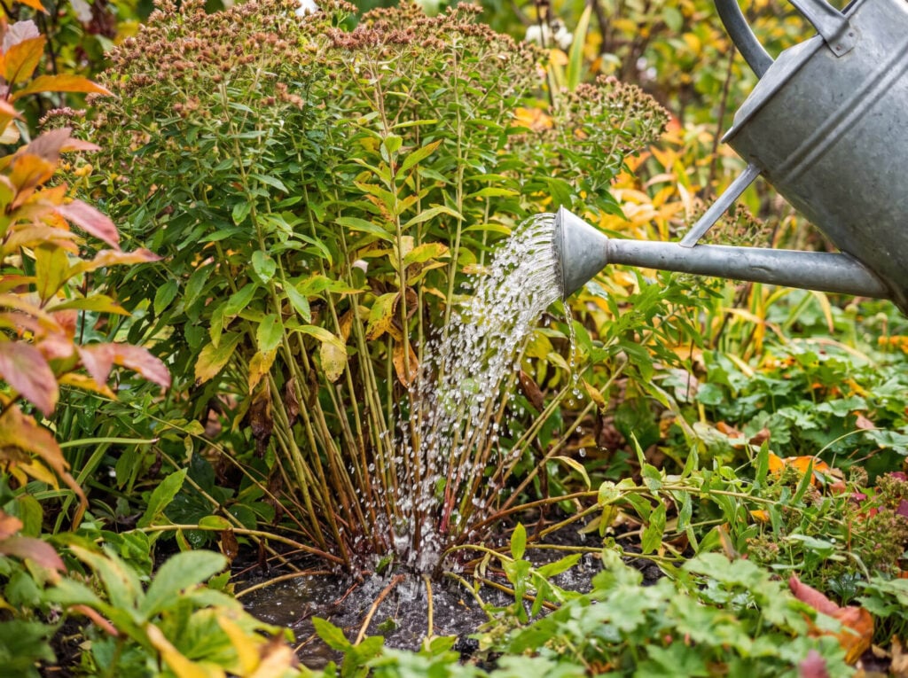 Arrosoir versant l'eau au pied d'une touffe en automne