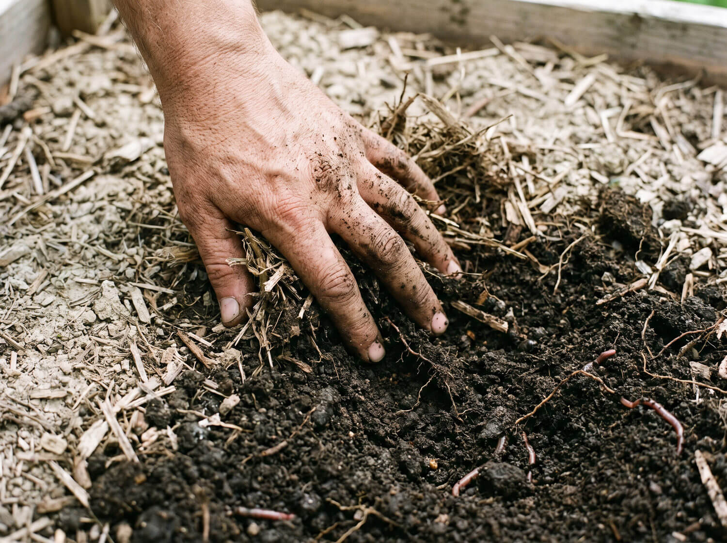 Main vérifiant l'humidité du sol sous un paillage