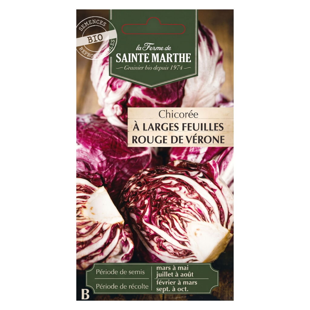 Chicorée à Larges Feuilles Rouge de Vérone – 500 graines bio