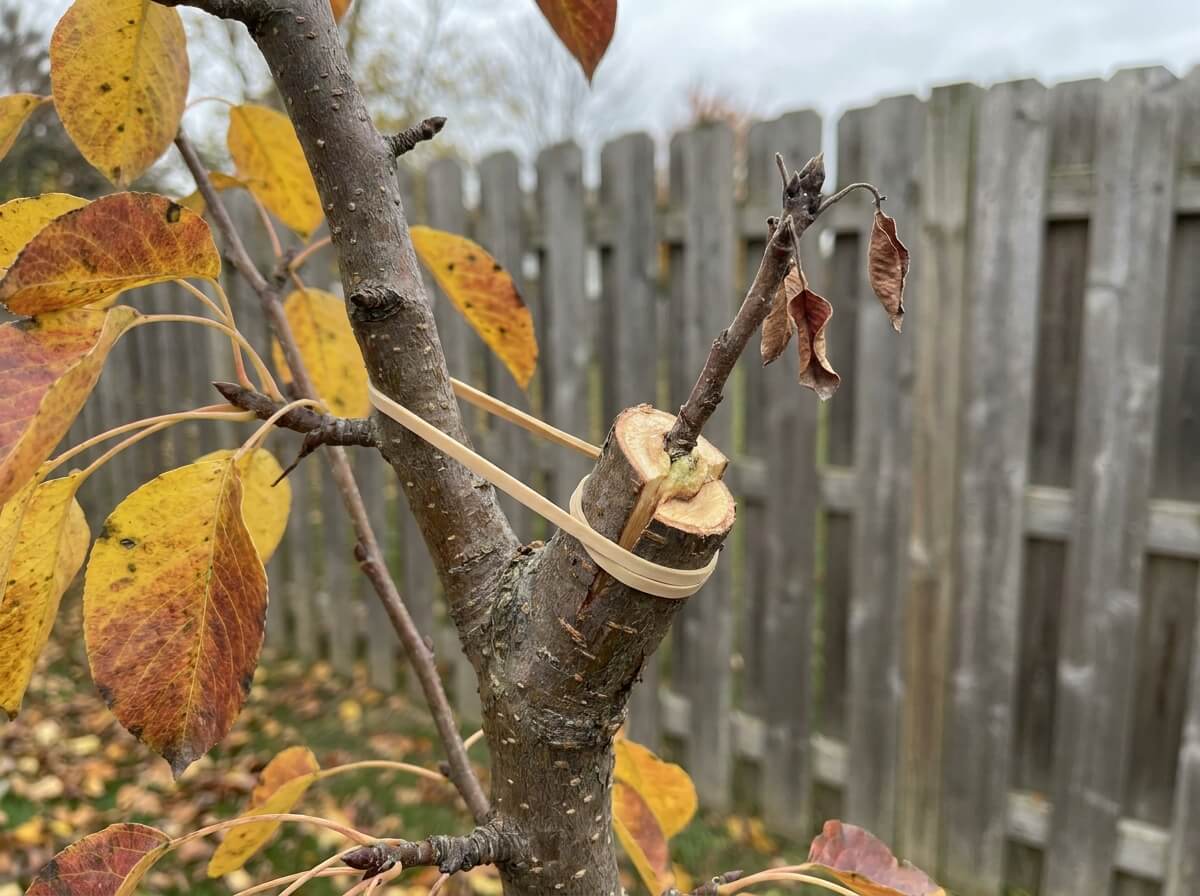 Greffe en placage ligaturée avec un ruban élastique sur une branche de poirier en automne