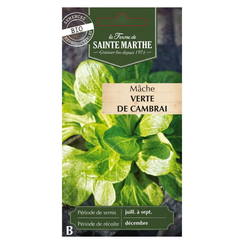 Mâche Verte de Cambrai - 500 graines Bio