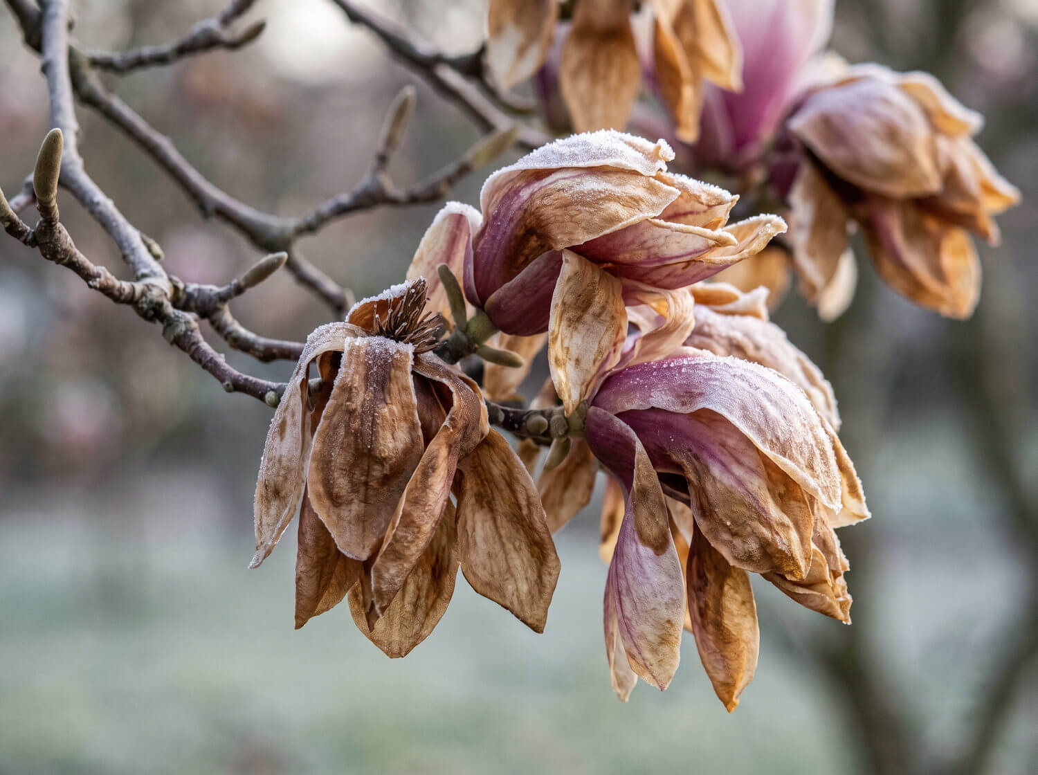 Fleurs de magnolia brunies par une gelée tardive sur un rameau