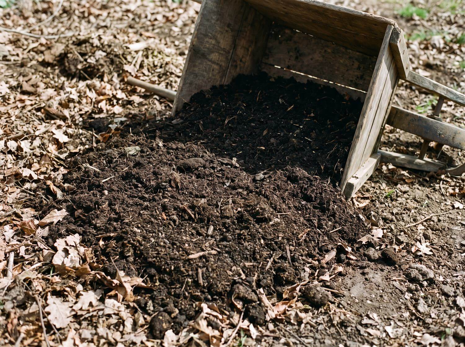 Compost mûr étalé sur un sol argileux sans bêchage