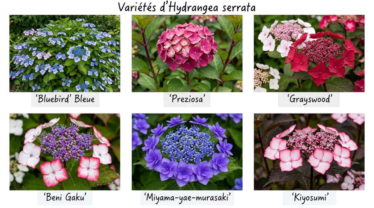 variétés Hydrangea serrata