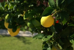 citronnier citronnier