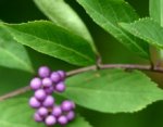 Callicarpa, arbre aux bonbons