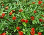 Skimmia