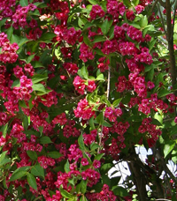 weigelia