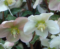 Plantes et fleurs qui fleurissent l'hiver au jardin