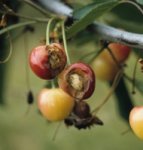 Traitement: La mouche de la cerise