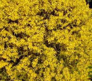 fleur_forsythia