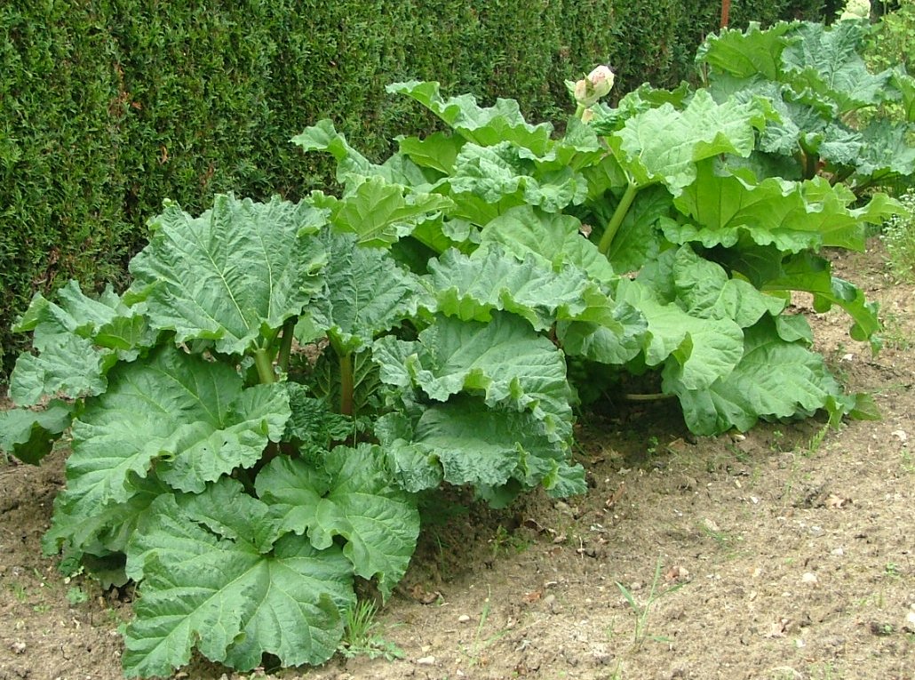 planter une tige de rhubarbe